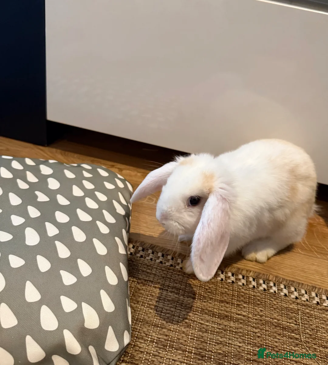Mixed Breed rabbits for sale: Bunny Elsa  in Stevenage - Advert 3