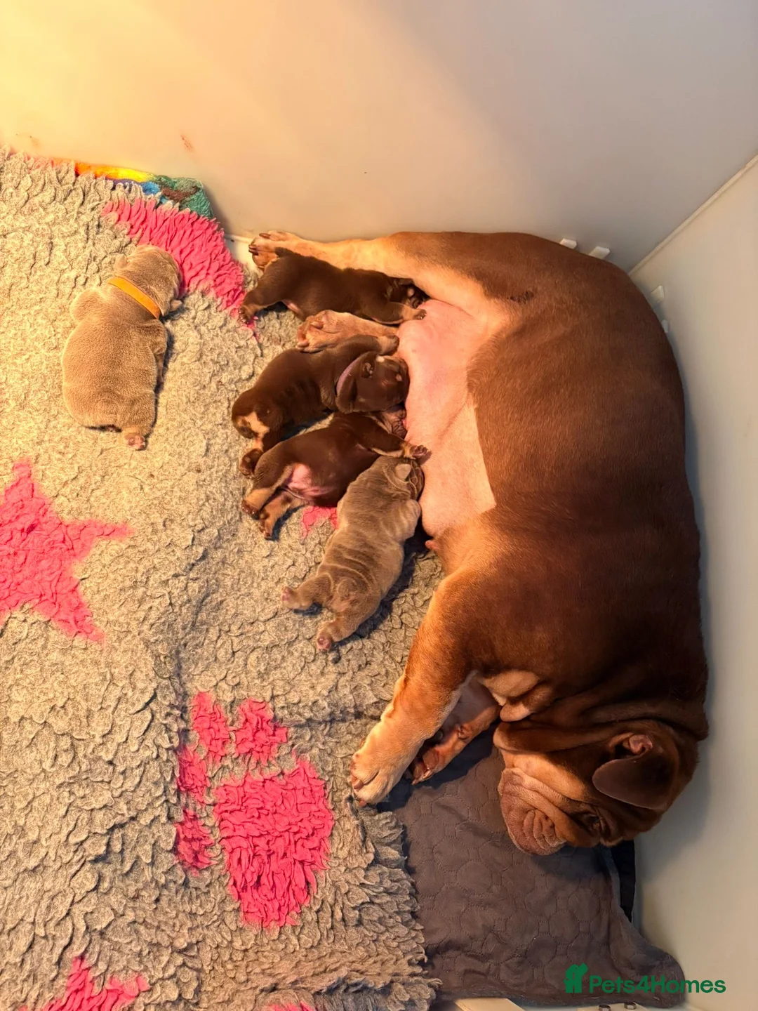 English Bulldog dogs for sale: English bulldog puppies  - Advert 8