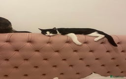 American Shorthair cats for sale: Cats and kitten for sale - Image 3