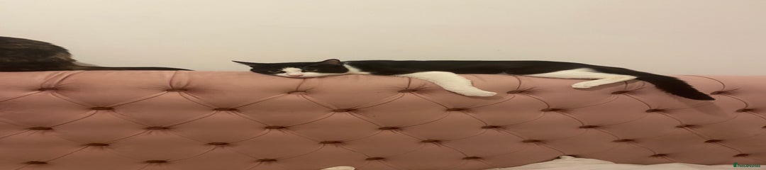 Tuxedo cat