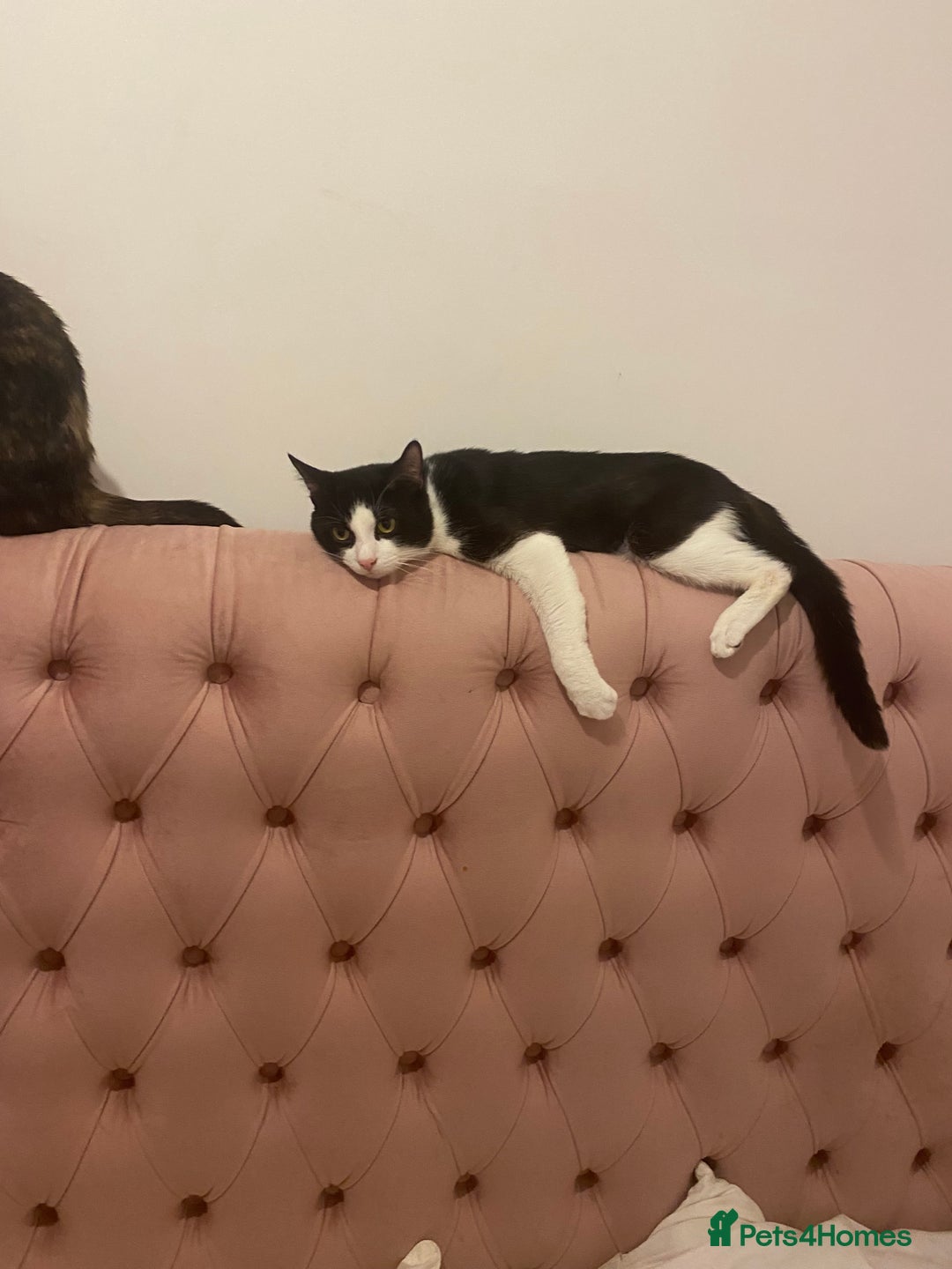 American Shorthair cats for sale: Cats and kitten for sale - Image 3
