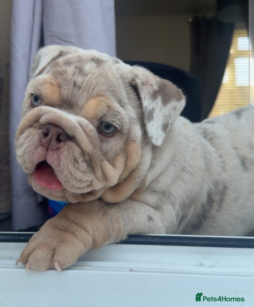 English Bulldog dogs Lilac & tan merle girl English bulldog ready now - Advert 6