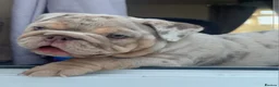 English Bulldog dogs for sale: Lilac & tan merle girl English bulldog ready now - Advert 11