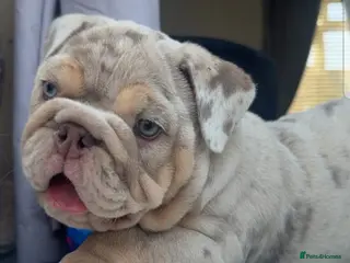 English Bulldog dogs Lilac & tan merle girl English bulldog ready now - Advert 6