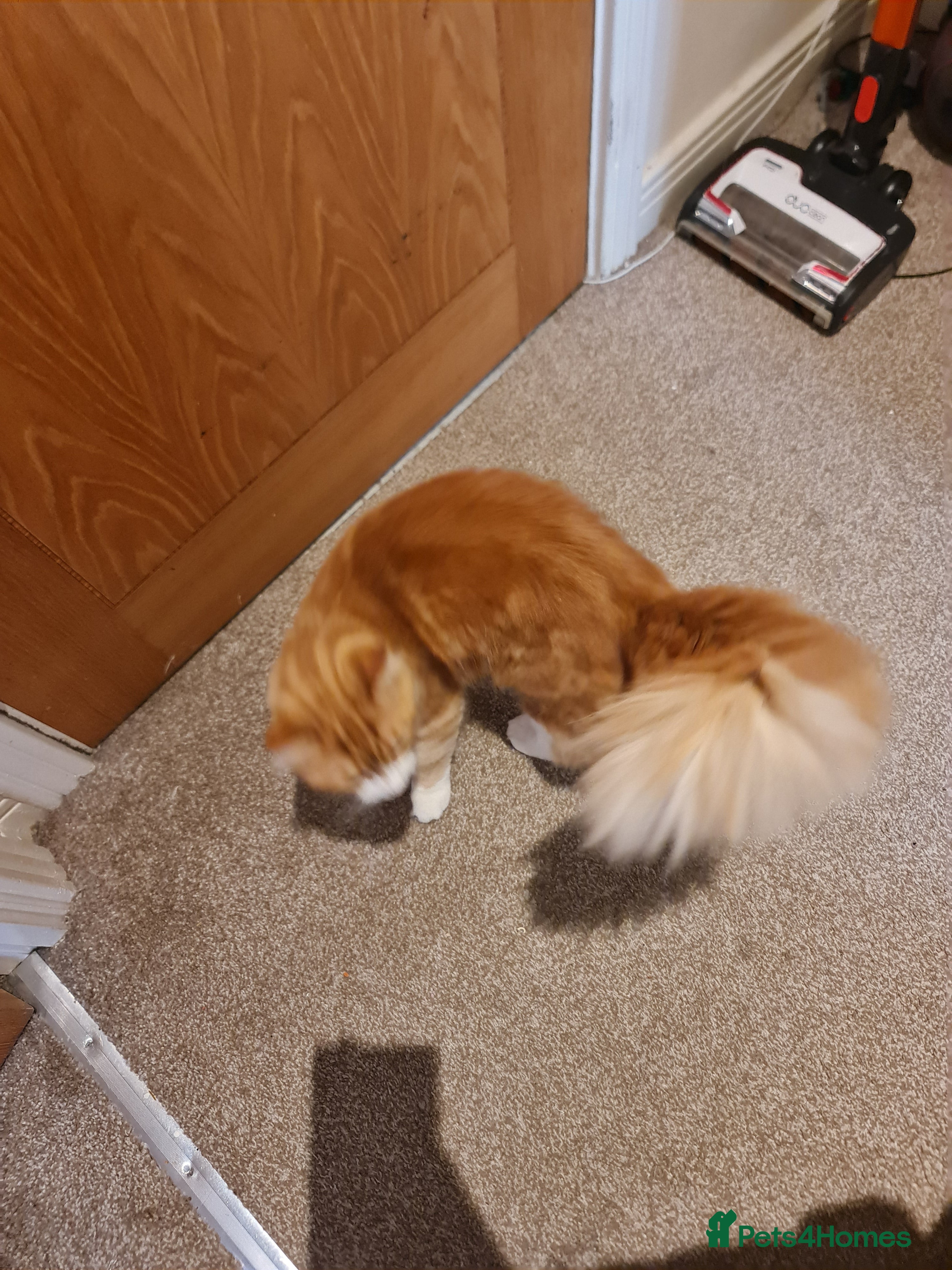 Mixed Breed cats Ginger long hair male cat - Advert 6