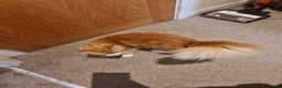 Mixed Breed cats for sale: Ginger long hair male cat - Advert 1