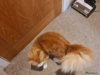 Mixed Breed cats Ginger long hair male cat - Advert 5