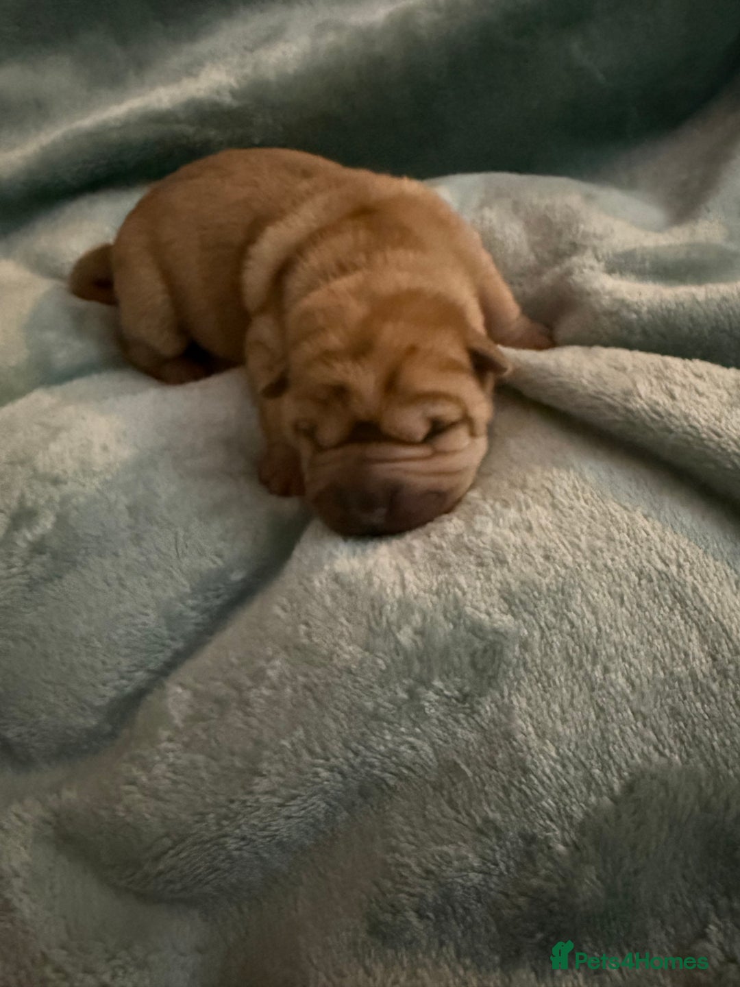 Shar Pei dogs for sale: Beautiful shar pei puppy’s 💜 - Advert 7
