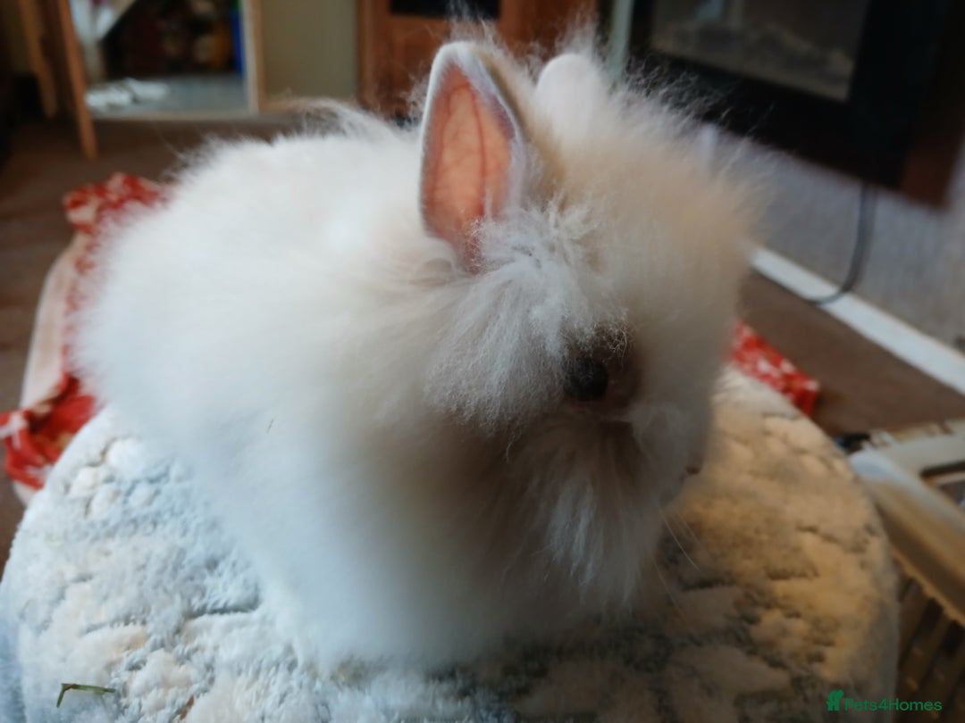 Lionhead rabbits for sale: Stunning DM Lionhead baby rabbits  - Advert 7