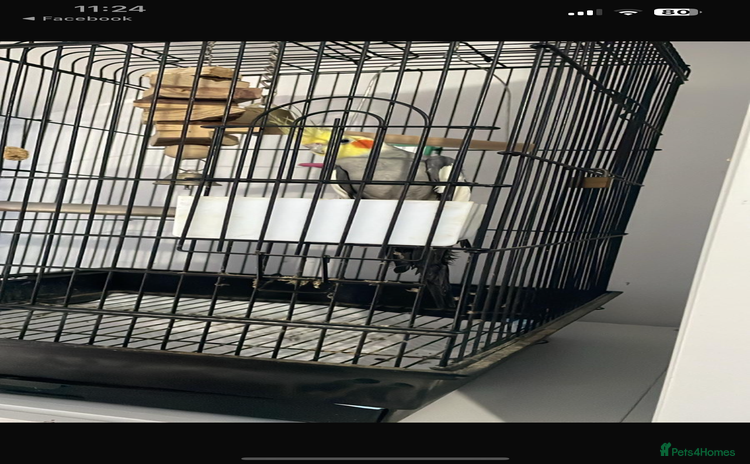 Cockatiels birds - Advert 2