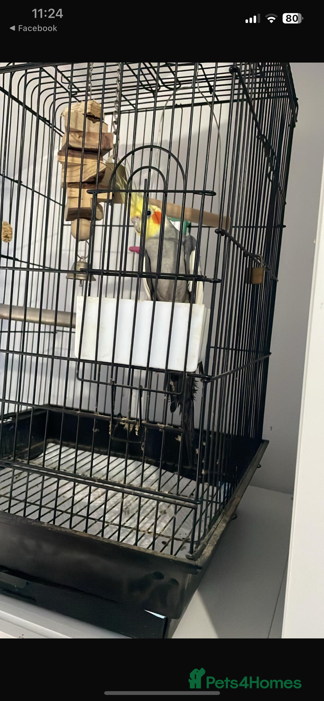 Cockatiels birds for sale: Cockatiels with cage - Image 1