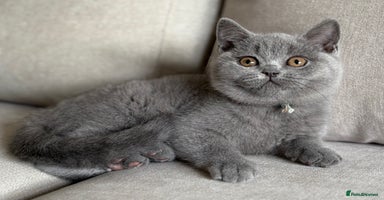 British Shorthair cats - Advert 6