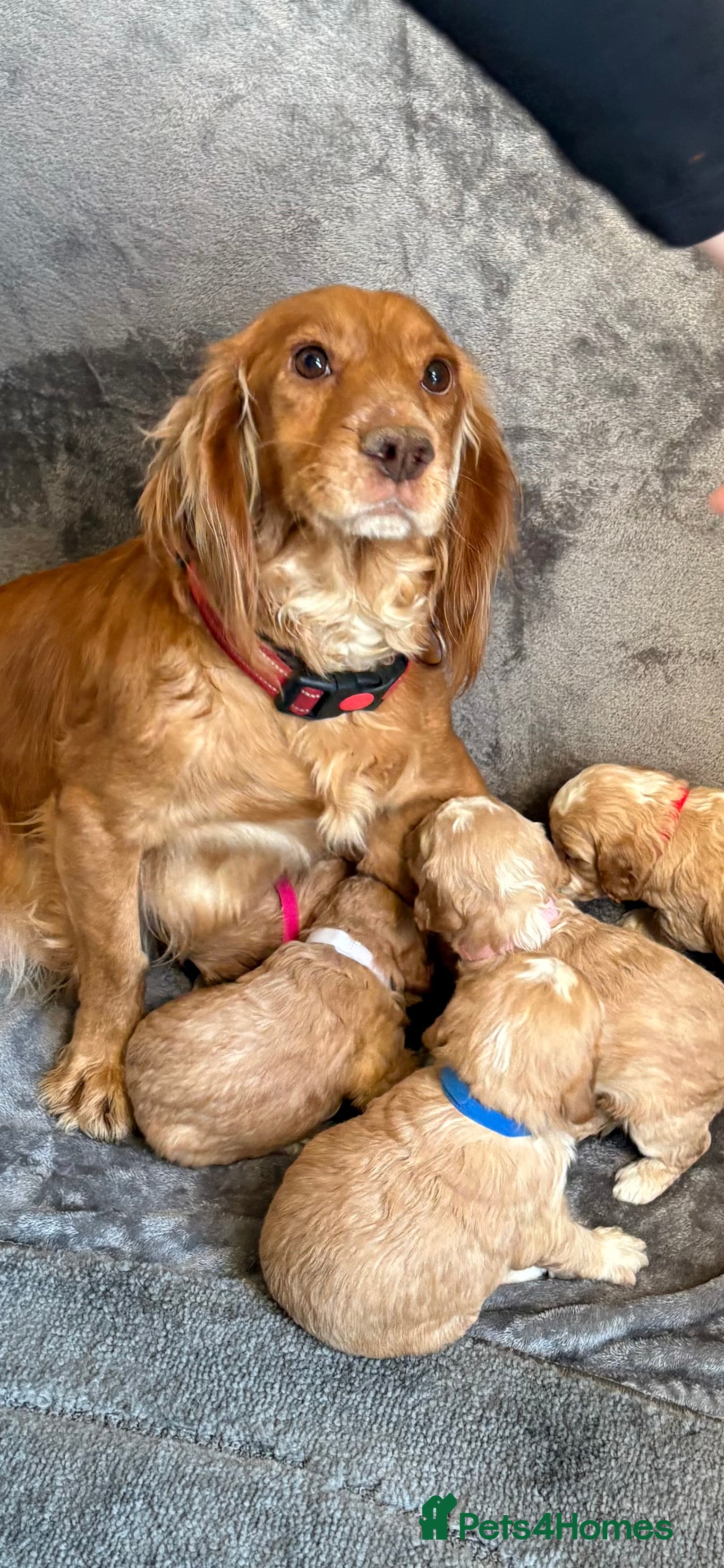 Cockapoo dogs Cockerpoo puppies from health tested parents.  - Advert 1