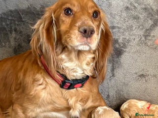 Cockapoo dogs Cockerpoo puppies from health tested parents. - Advert 1