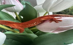 Gecko reptiles for sale: Crested gecko - Image 7