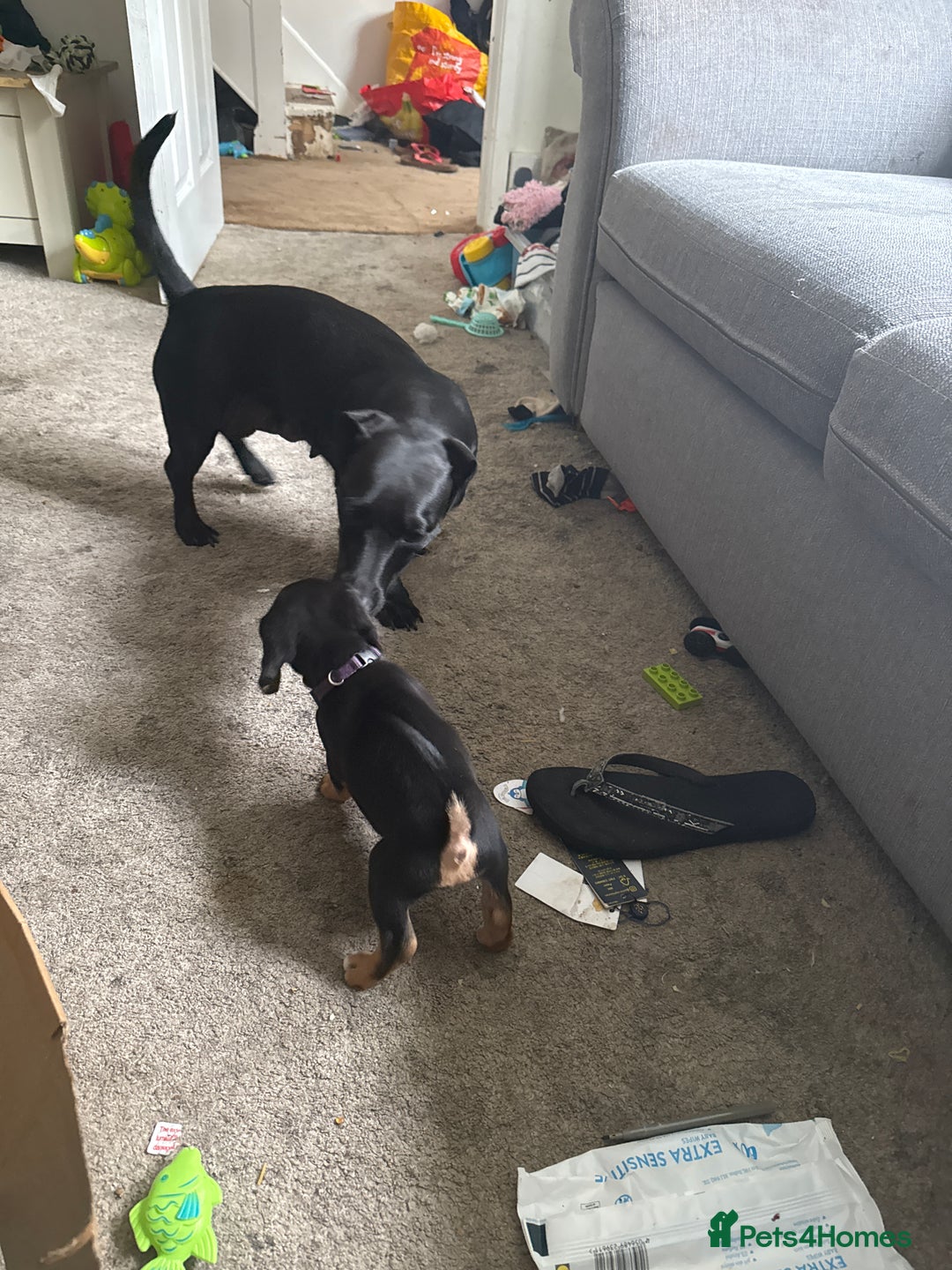 Mixed Breed dogs for sale: Puppy - Image 5