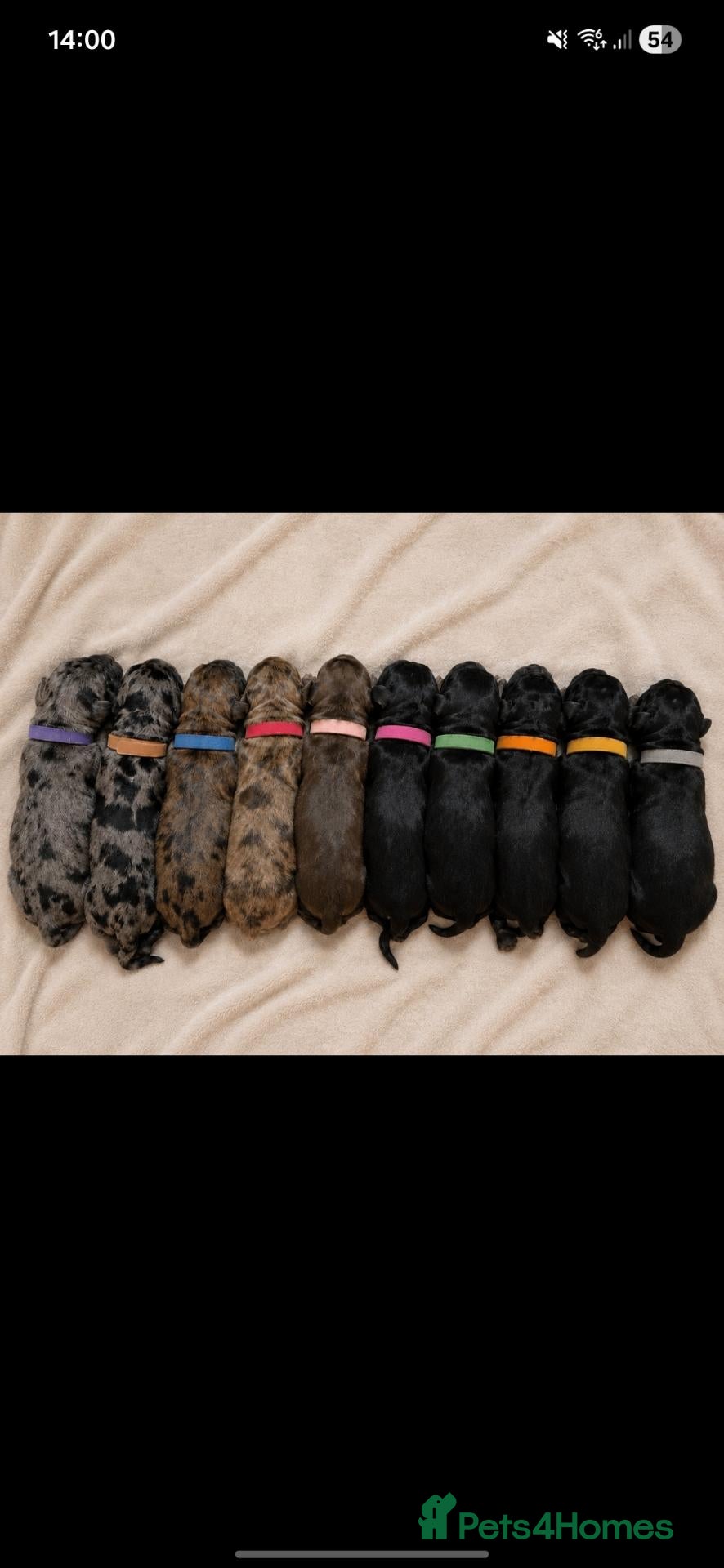 Mixed Breed dogs ALL STILL AVAILABLE La schnoodle pup DNA test dad  - Advert 1