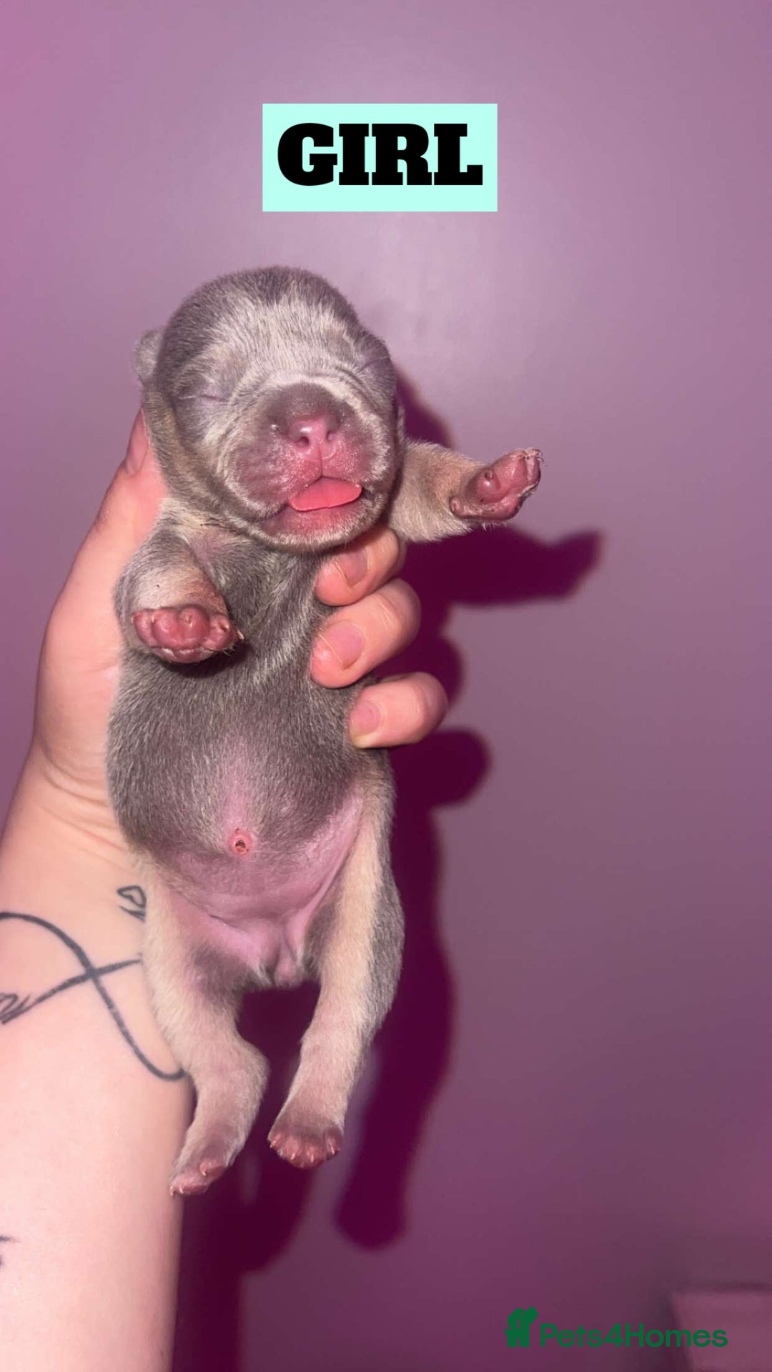 French Bulldog dogs for sale: 💞 Merle French Bulldog Puppies 💕💝  - Image 8