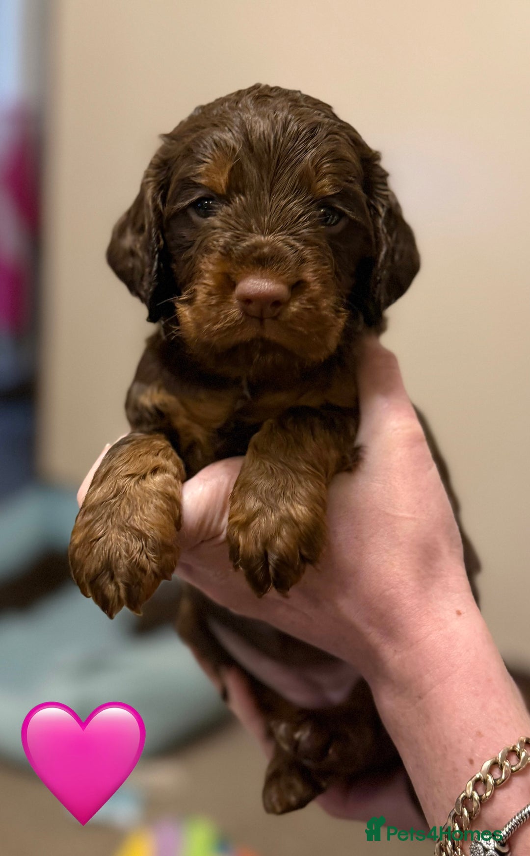 Cocker Spaniel dogs for sale: ✨ Chocolate & Tan Cocker Spaniel Puppies ✨ - Advert 8
