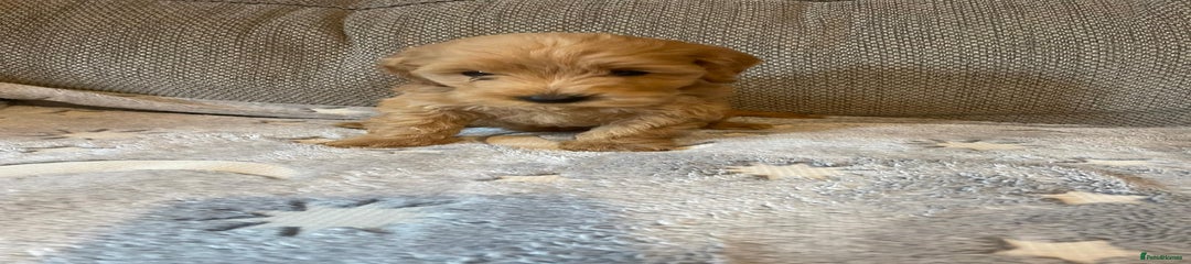 Cockapoo Puppy 6