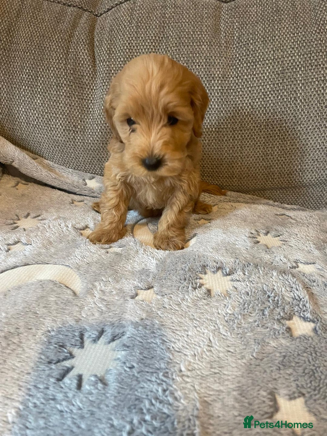 Cockapoo dogs for sale: Cockapoo puppies  - Image 10