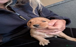Labradoodle dogs for sale: F1 standard Labradoodle puppies  - Image 26