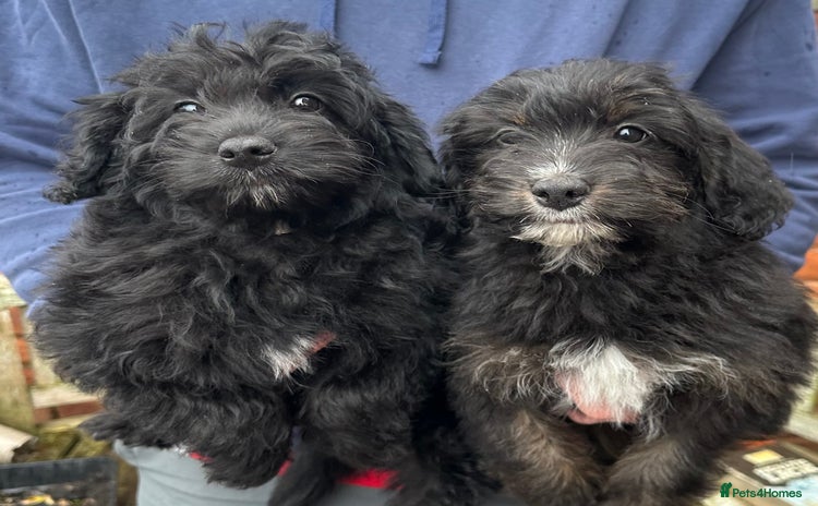 Bordoodle dogs - Advert 8