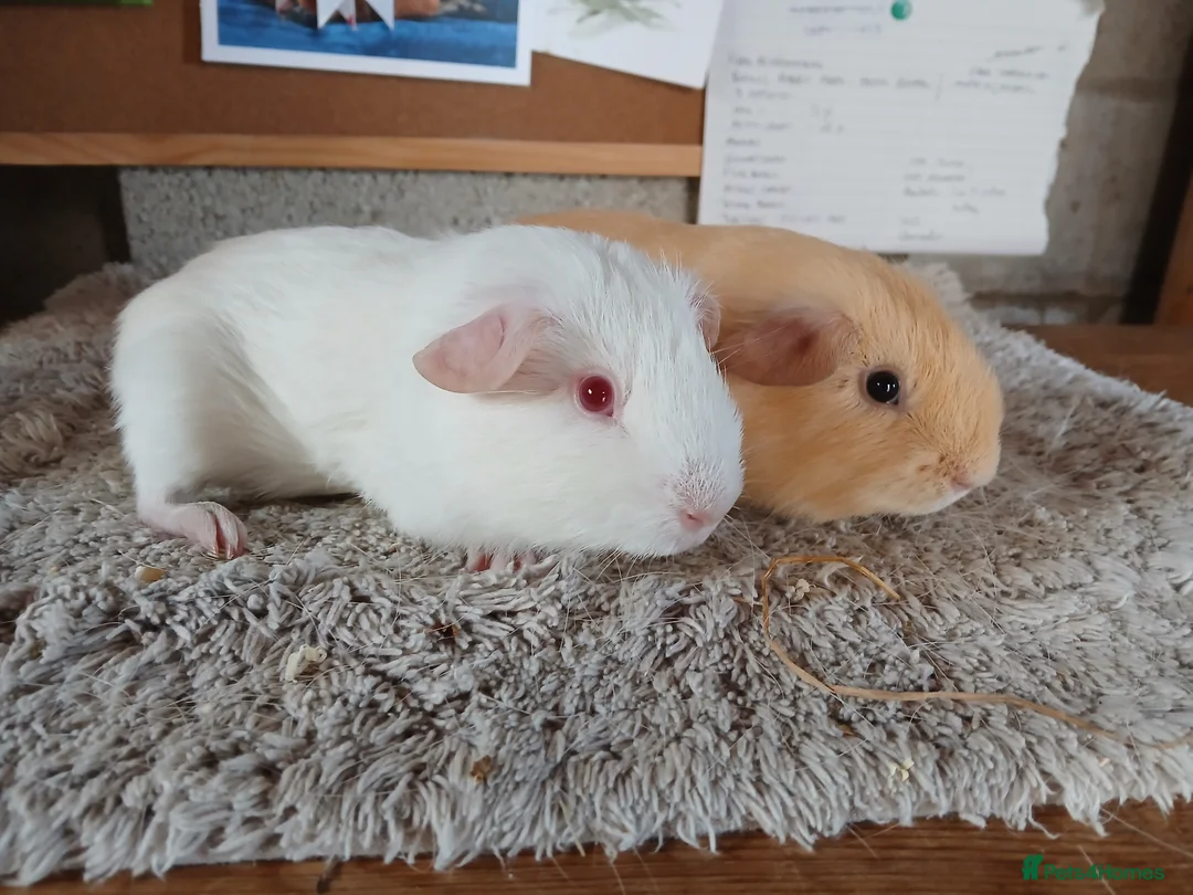 Guinea Pig rodents for sale: Two male guinea pigs - Advert 2