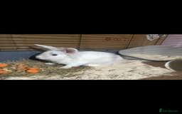 Lionhead rabbits for sale: 2 Lionhead bunnies for sale  - Image 7
