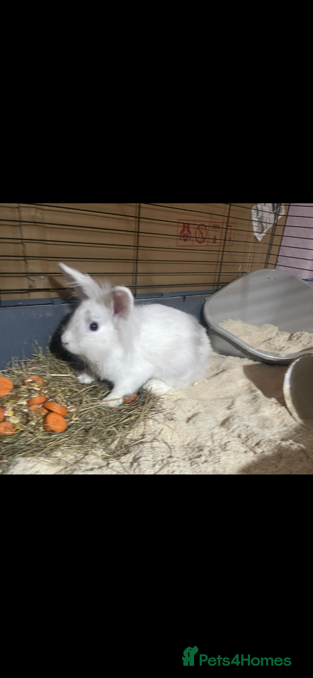 Lionhead rabbits for sale: 2 Lionhead bunnies for sale  - Image 7