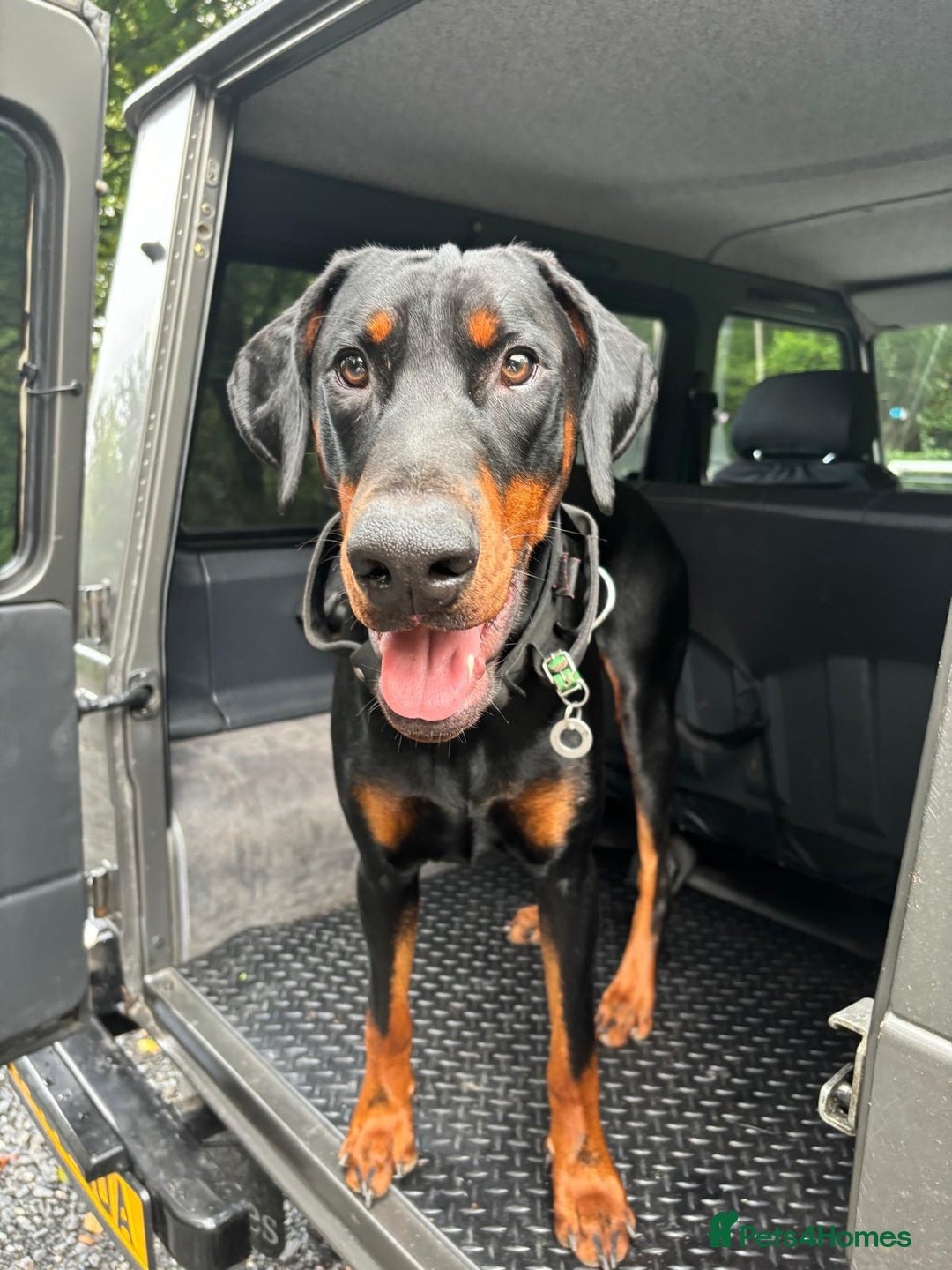 Dobermann dogs for sale: 🐾 Doberman Puppies – Waiting List Now Open 🐾 - Advert 5