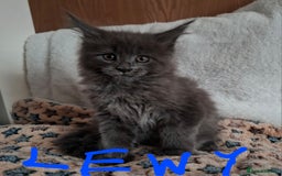 Maine Coon cats for sale: Gorgeous Maine Coon Kittens-Champion Bloodlines - Image 10