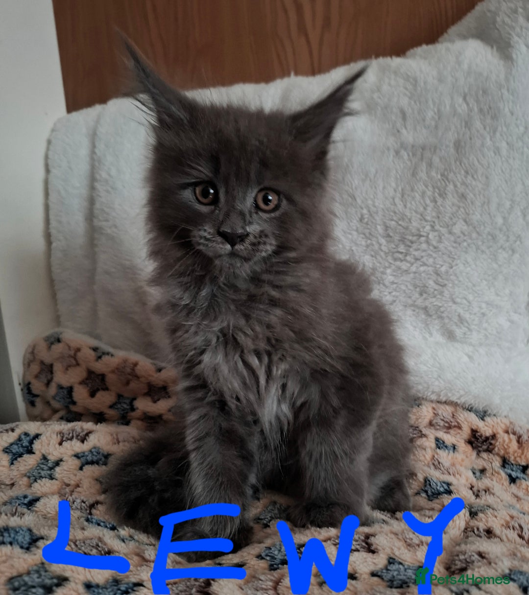 Maine Coon cats for sale: Gorgeous Maine Coon Kittens-Champion Bloodlines - Image 10
