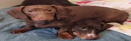 Dachshund dogs for sale: Sad rehome - Advert 4