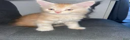 Maine Coon cats for sale: Rare Red Silver Maine Coon Kittens Available  - Advert 11