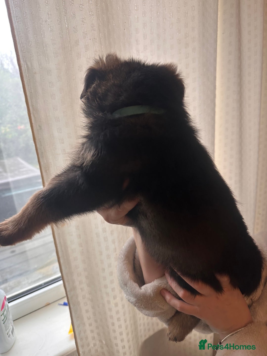 Mixed Breed dogs for sale: Shepweiller Puppies (8/10/25) REDUCED! - Advert 17