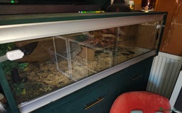 Bearded Dragon reptiles for sale: Female Beardie & Full Set Up - Image 4