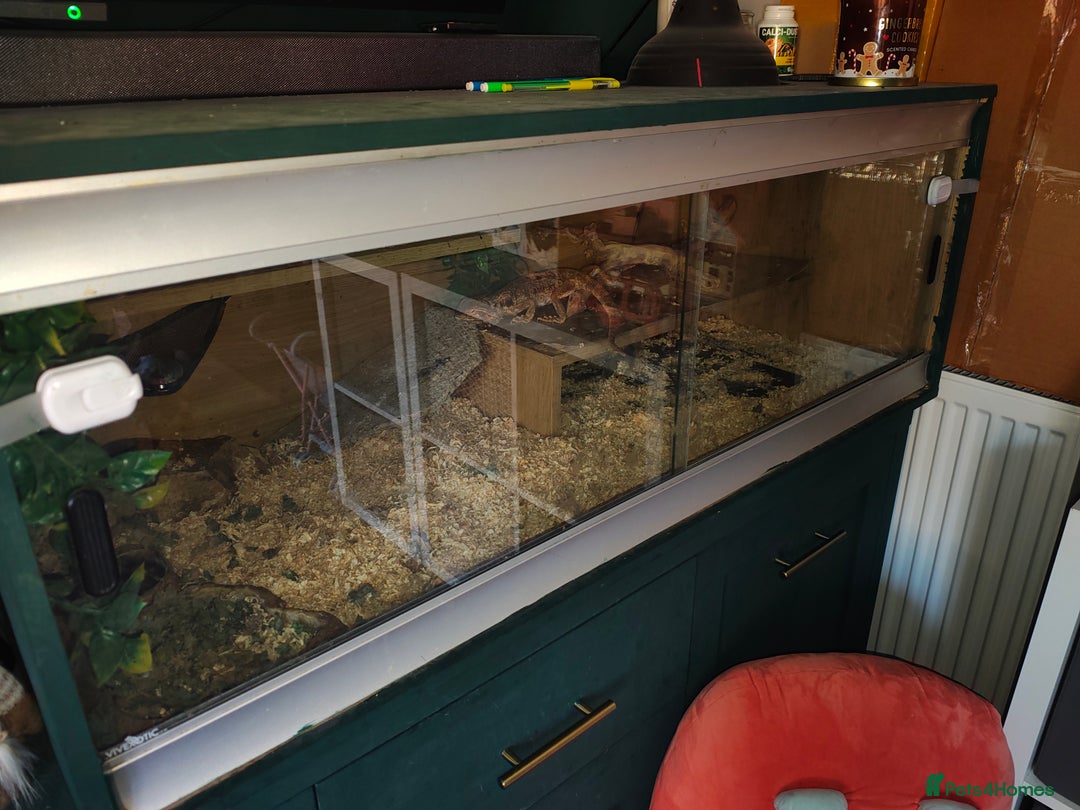 Bearded Dragon reptiles for sale: Female Beardie & Full Set Up - Image 4