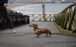 Miniature Dachshund dogs for stud: Miniature Dachshund Stud  - Image 3