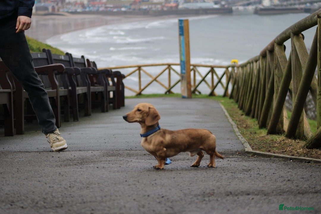 Miniature Dachshund dogs for stud: Miniature Dachshund Stud  - Image 3