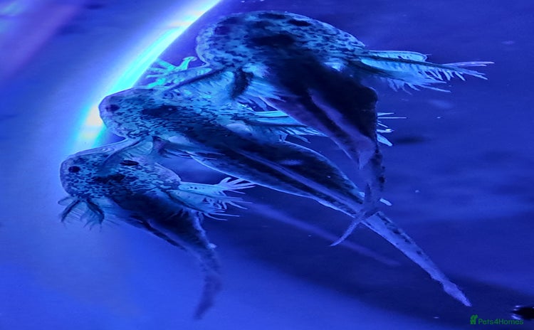 Axolotl reptiles - Advert 4