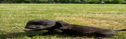 Labrador Retriever dogs for sale: Labrador puppies in Sittingbourne - Advert 12