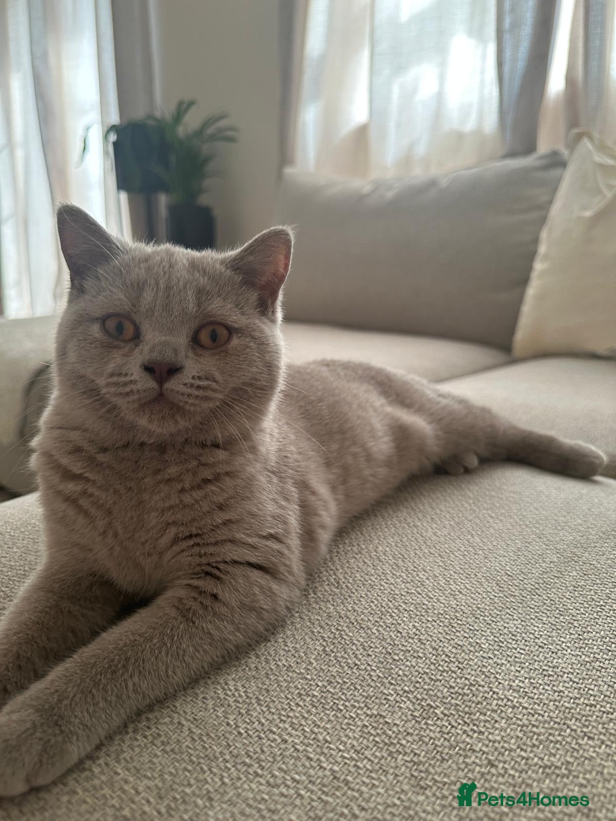 Mixed Breed cats British Shorthair Cross Kittens 🐱🐾 - Advert 3