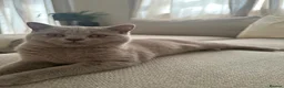 Mixed Breed cats for sale: British Shorthair Cross Kittens 🐱🐾 - Advert 1