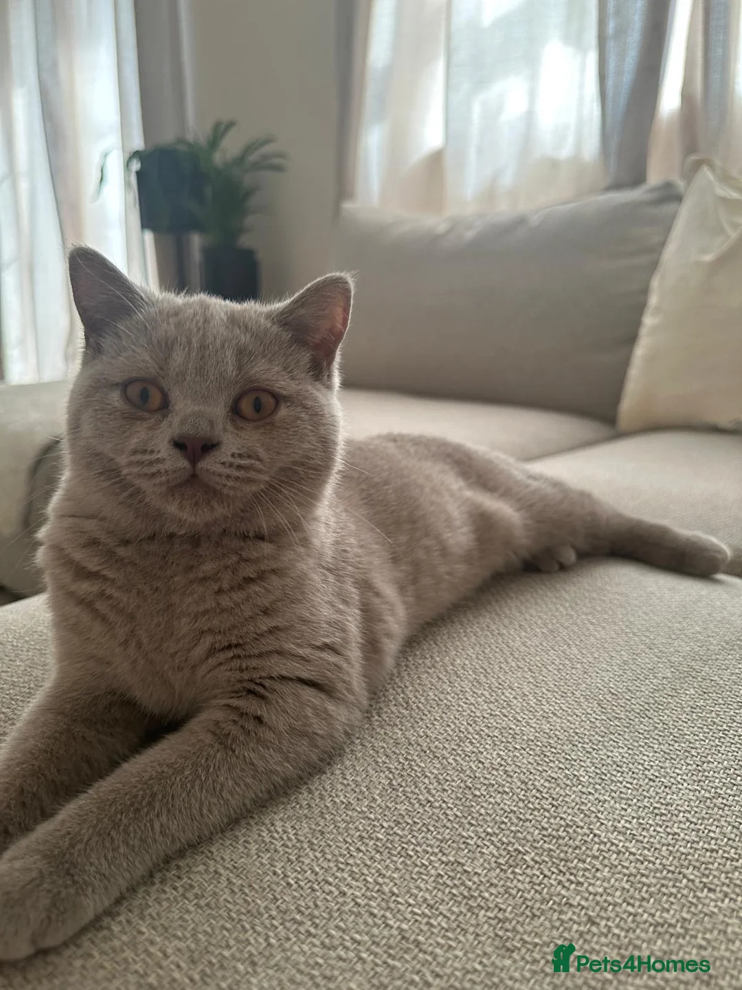 Mixed Breed cats for sale: British Shorthair Cross Kittens 🐱🐾 - Advert 1
