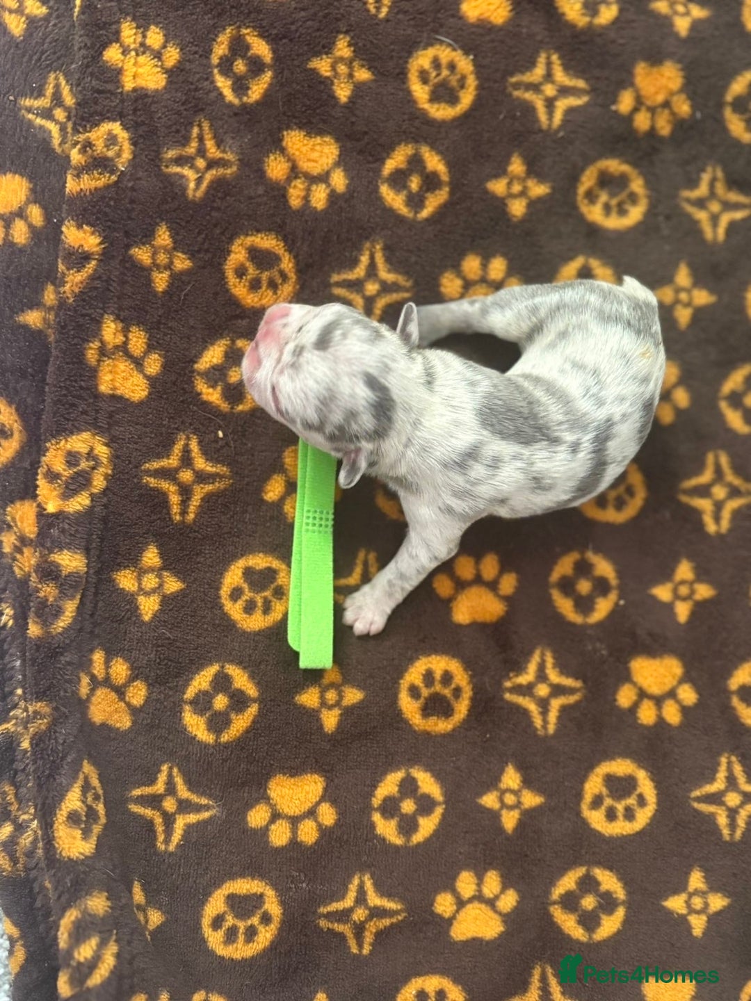 French Bulldog dogs for sale: French bulldog puppies  - Image 6