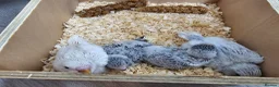 Budgerigars birds for sale: Budgie for sale - Advert 8