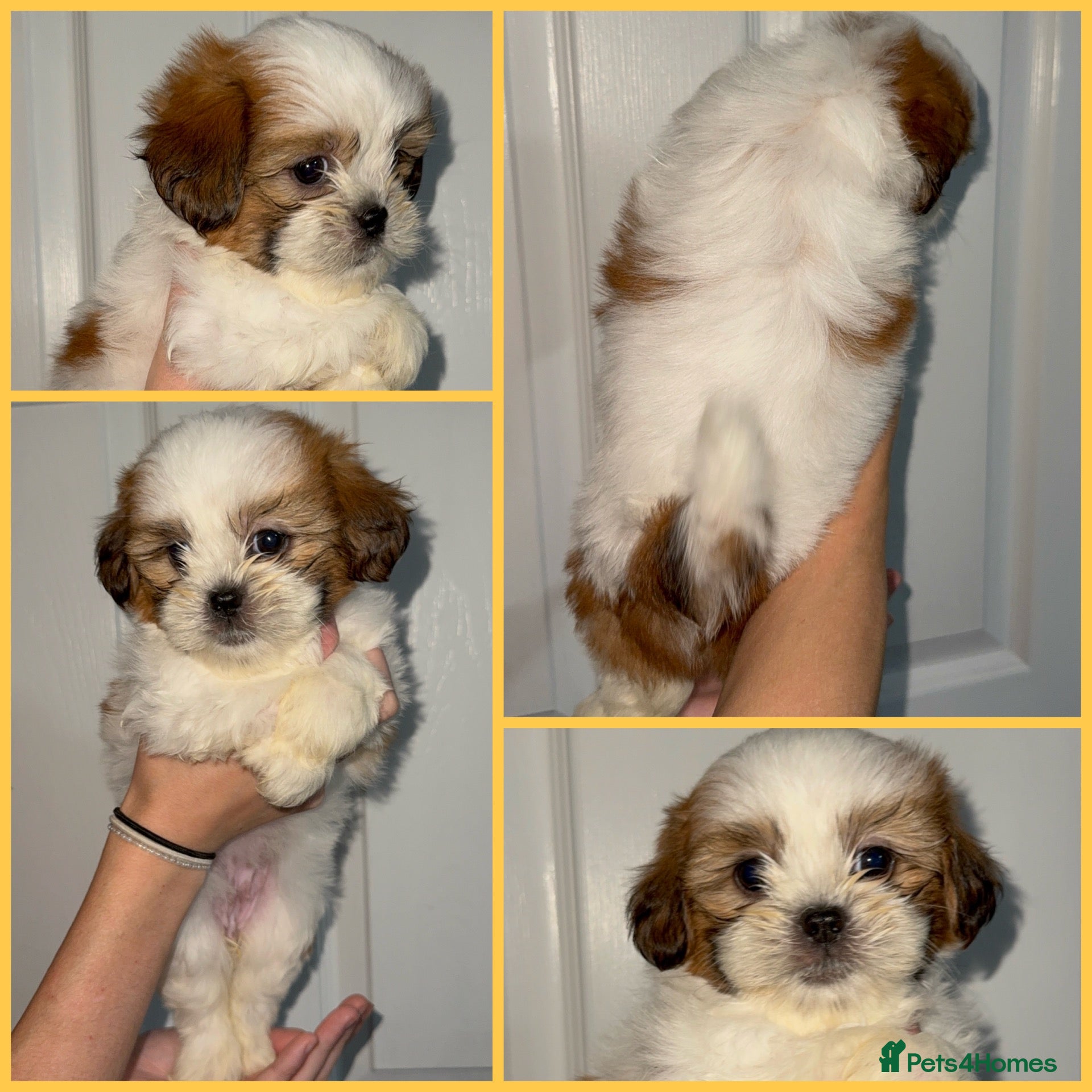 Malshi dogs for sale: LAST FEMALE MALSHI PUP 💕🐶 - Advert 1