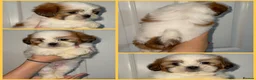 Malshi dogs for sale: 🐶💕 GORGEOUS MALSHI PUPPIES 💕🐶 - Advert 8