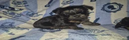 Yorkshire Terrier dogs for sale: Beautiful Yorkshire Terrier Puppys  - Advert 2